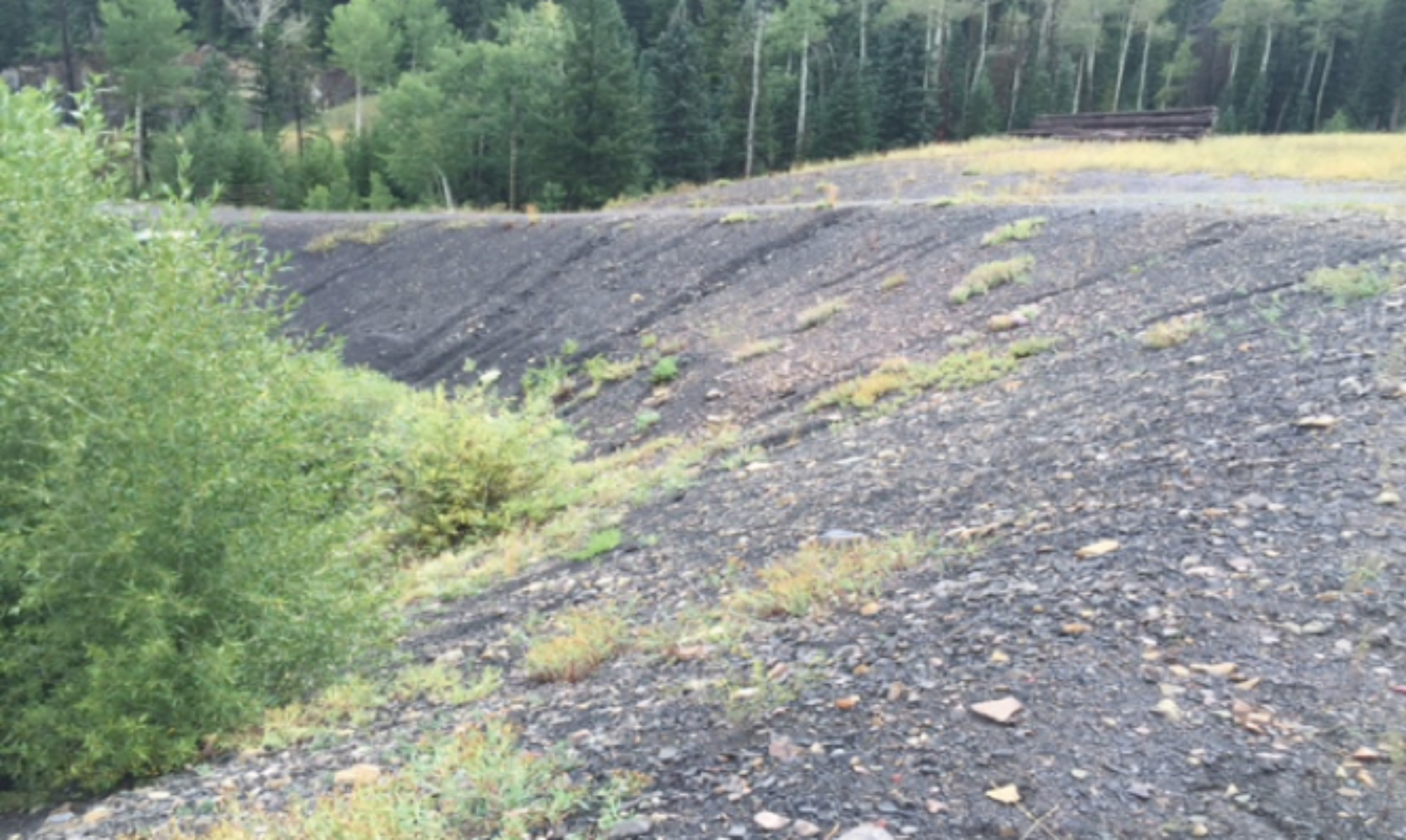 Before Picture, Little Vegetation 