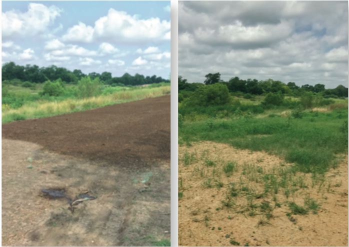 Tres semanas después de la instalación, existe una diferencia sustancial entre el área donde se utilizó Biotic Earth y donde no.