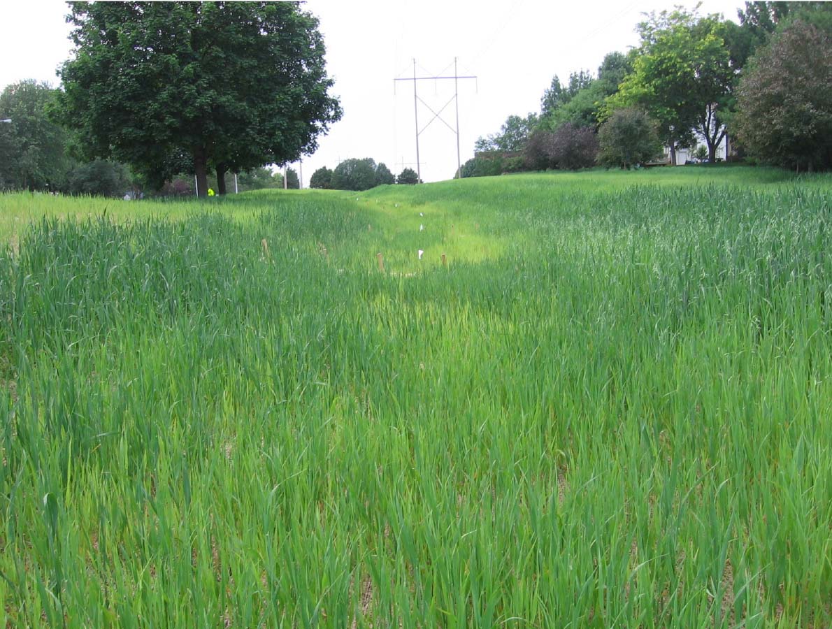 After Application, Fully Vegetated 