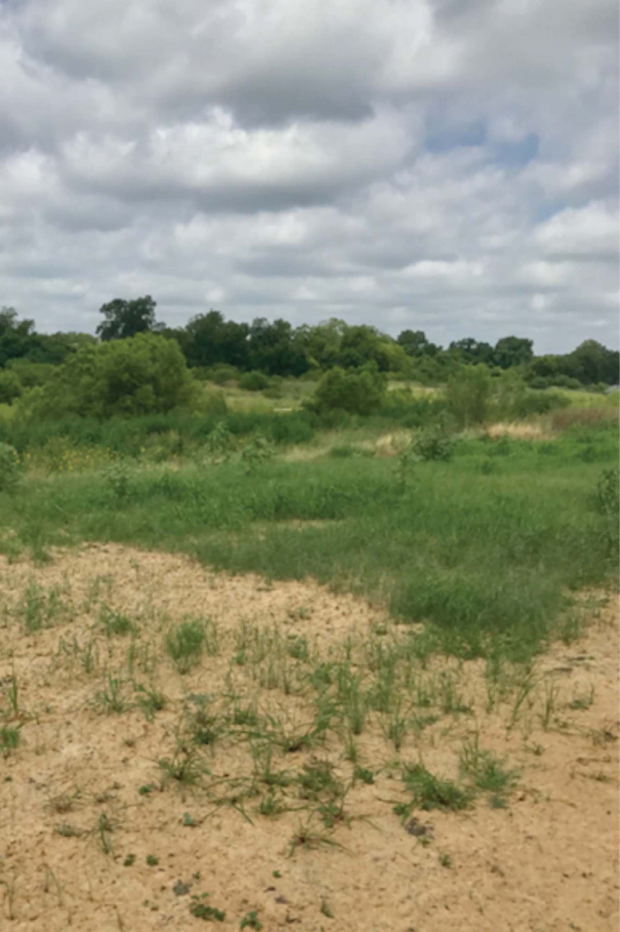 Three Weeks After Installation, Vegetation Is Growing