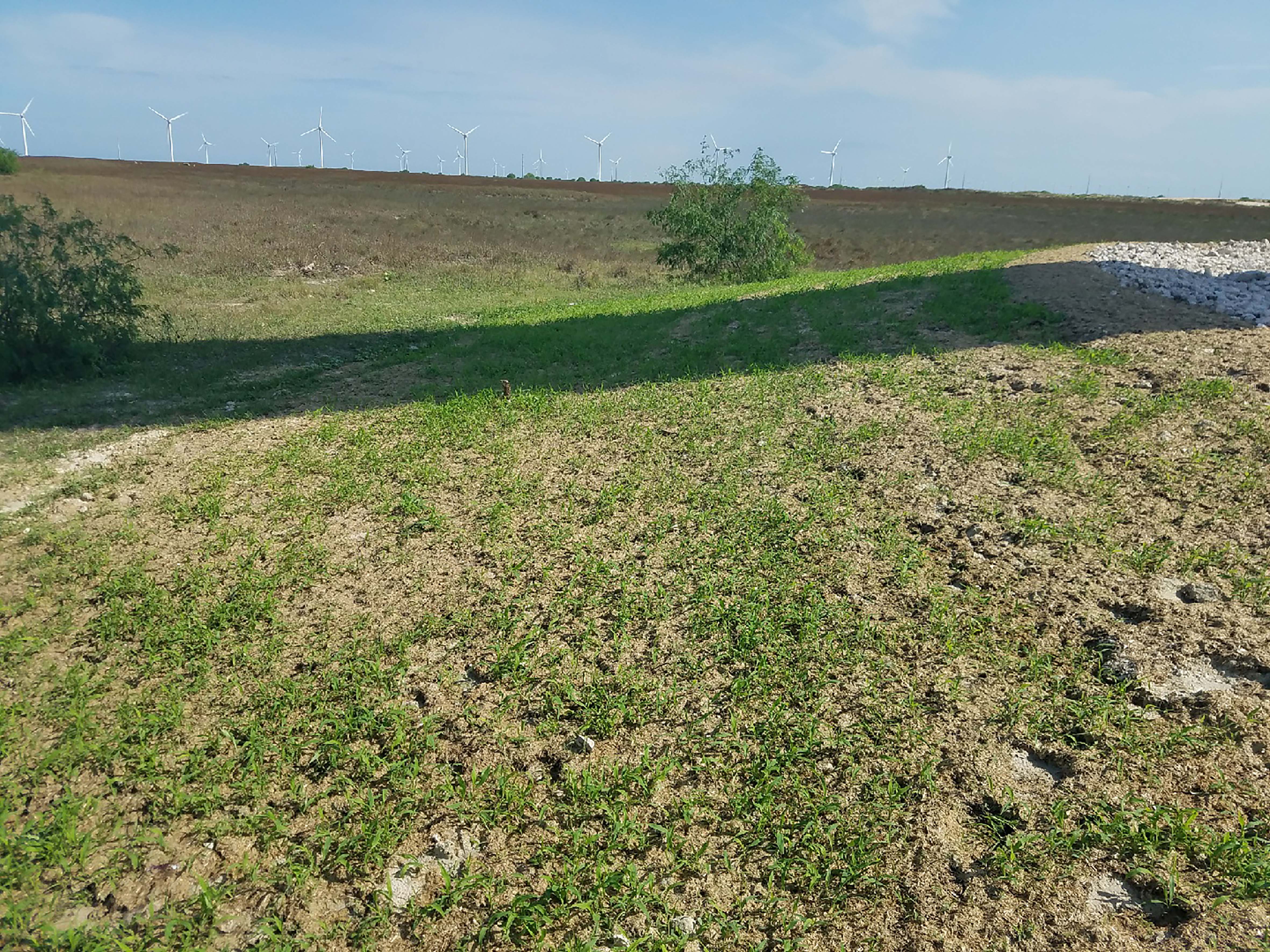 Finished Project, Green Grass