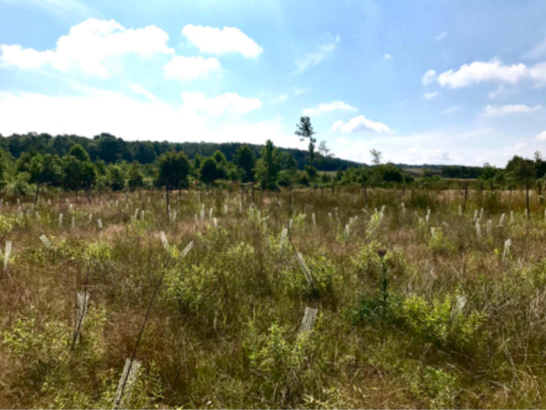 Finished Project, Field Full of Vegetation 