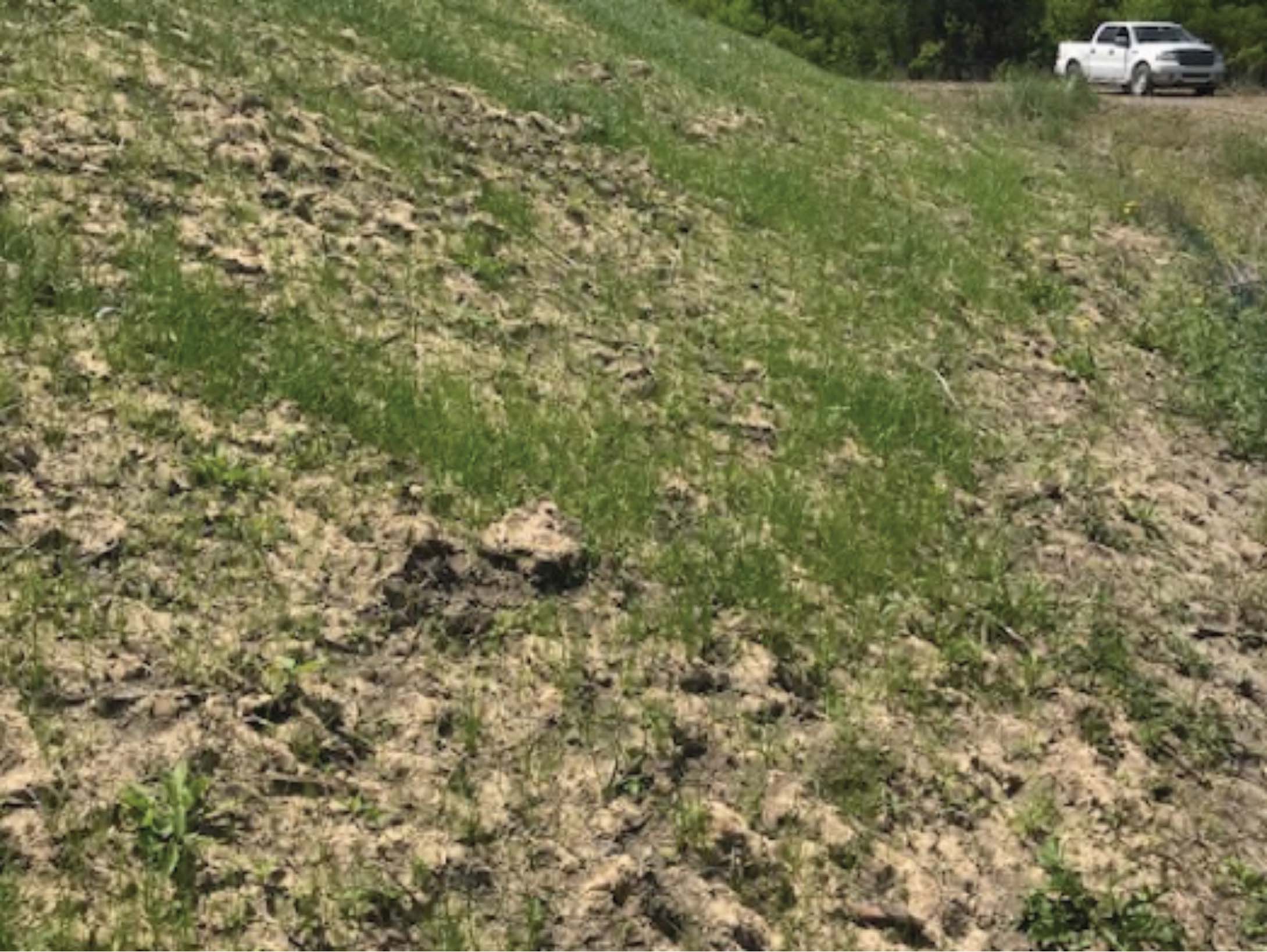 Completed Project, Significant Vegetation Achieved