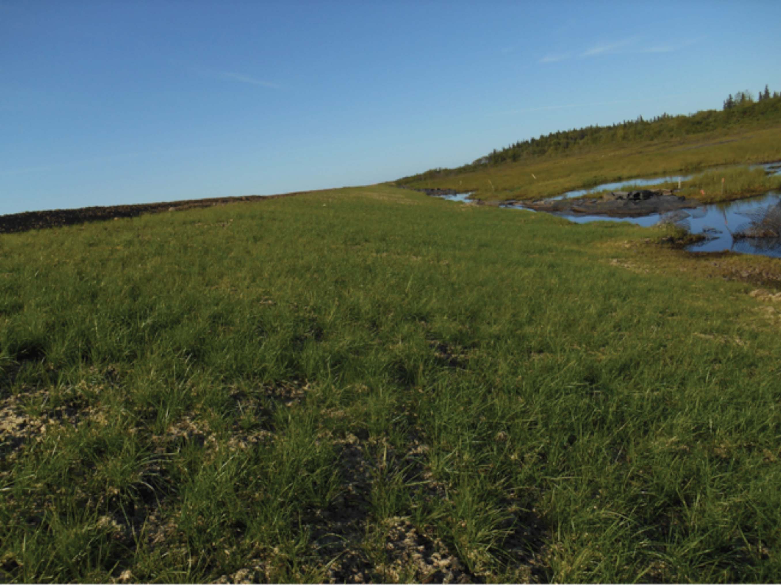 Vegetation in Spring of Following Year 