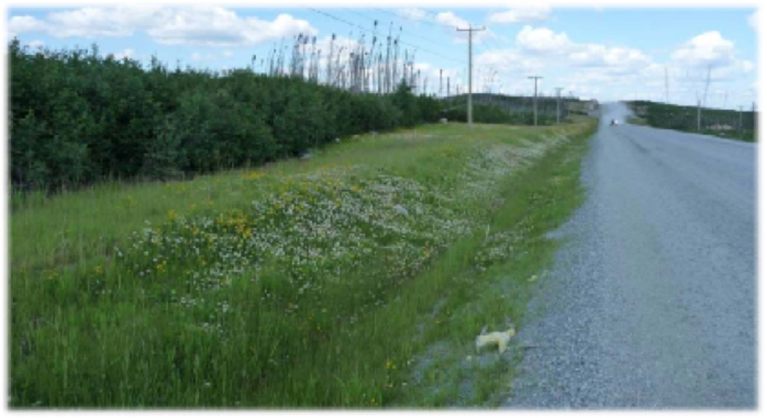 After Use of Biotic Earth, Full Vegetation Success