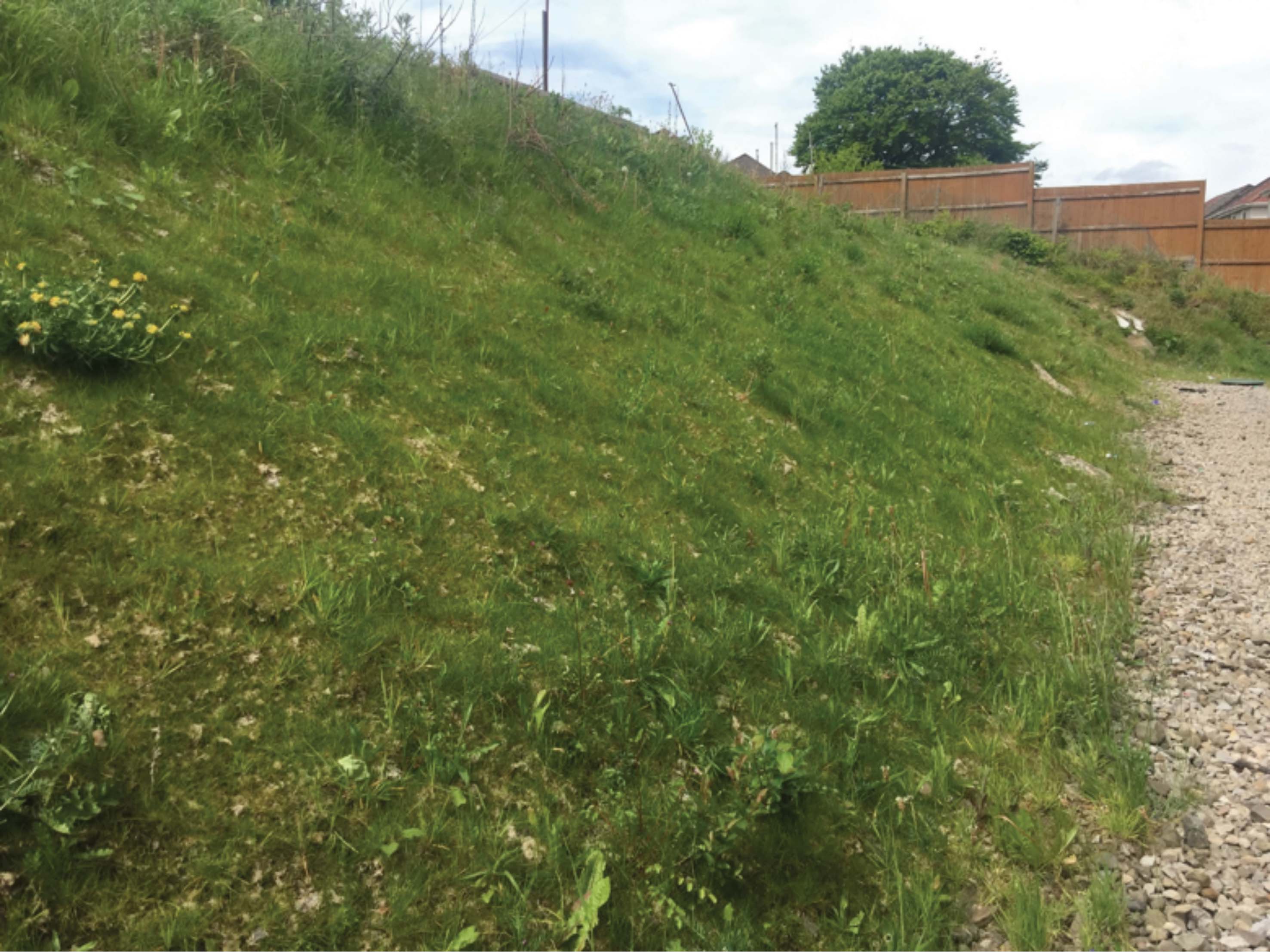 After Application, Fully Vegetated 