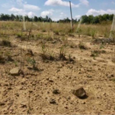 Before Application, Little Vegetation, Dry Ground