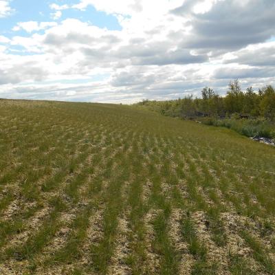 Initial Growth can be Seen, Shortly After Application 